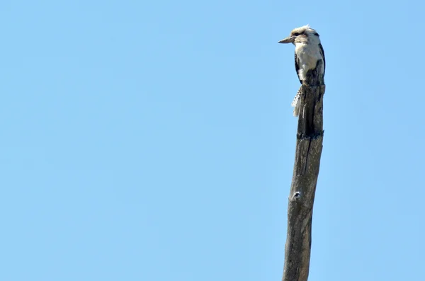 Kookaburra rindo - Aves australianas — Fotografia de Stock