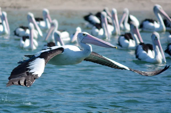 Пеликан - водоплавающие птицы — стоковое фото