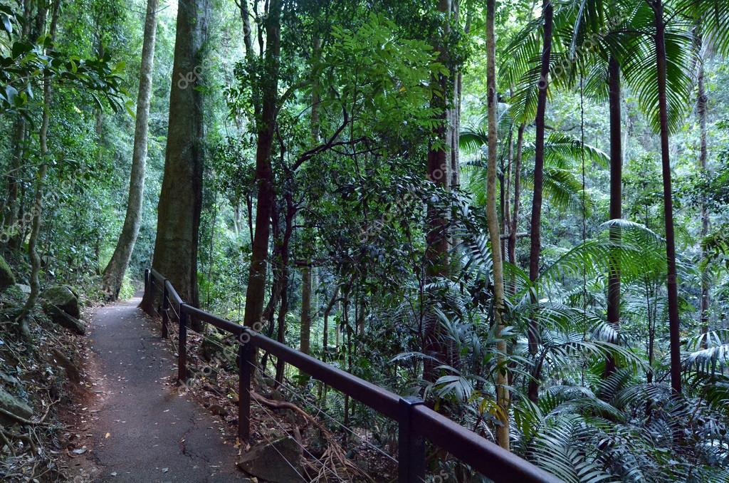 Springbrook National Park Queensland Australia Stock Photo by