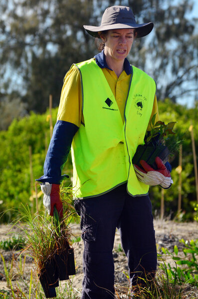 Dune restoration in Gold Coast Queensland Australia