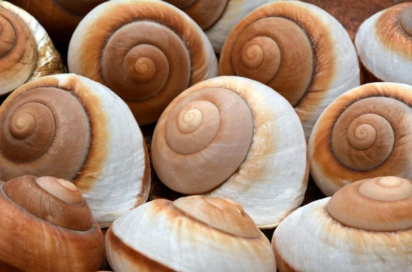 Fondo de conchas marinas — Foto de Stock