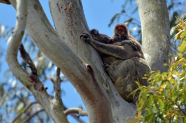 Koala sleep on a tree clipart