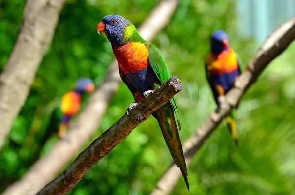 Australiska rainbow lorikeet — Stockfoto