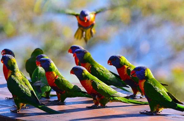 澳大利亚彩虹澳洲鹦鹉 — 图库照片