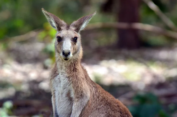 Eastern grey kangaroo female — Stock Photo, Image