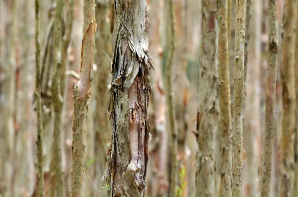 Gum trees background — Stock Photo, Image
