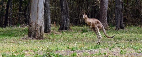 東の灰色のカンガルー ジャンプ — ストック写真