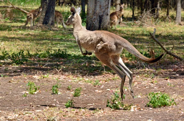 Grå jättekänguru hoppar — Stockfoto