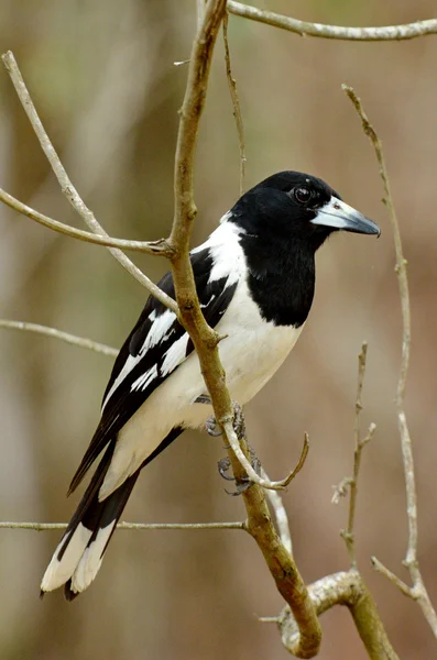 Pied butcherbird male — Stock Photo, Image