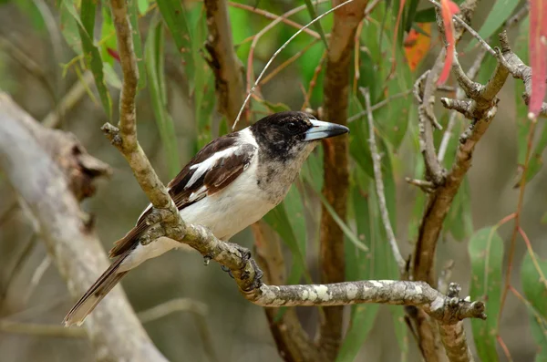 パイド butcherbird 女性 — ストック写真