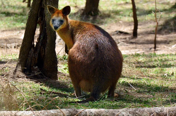 Rødhalset Wallaby - Stock-foto