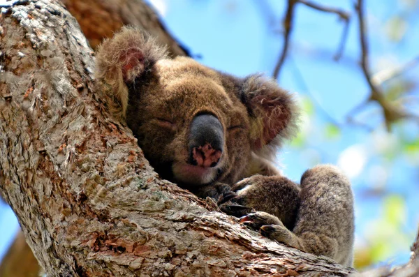 Koala slapen op een boom — Stockfoto