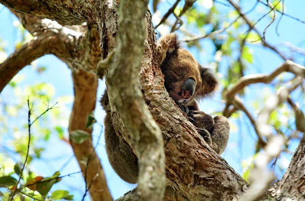 木の上で寝るコアラ — ストック写真
