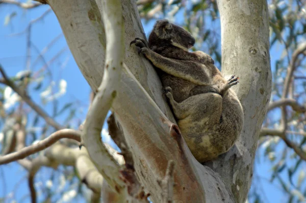 Коала спит на дереве — стоковое фото