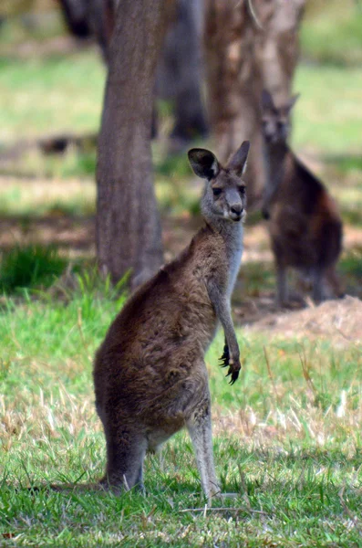 Two Eastern grey kangaroo — Stock Photo, Image