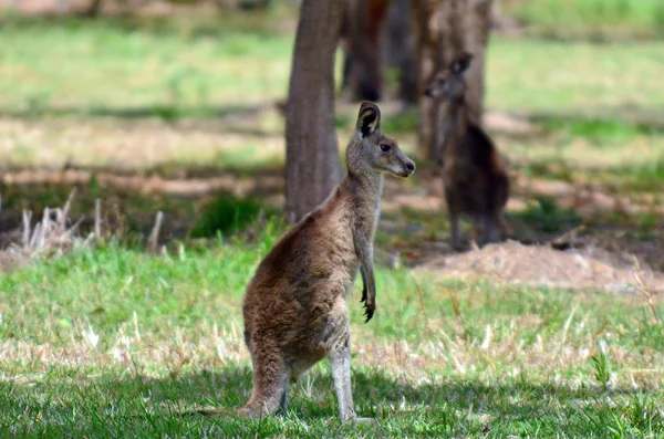 Two Eastern grey kangaroo — Stock Photo, Image