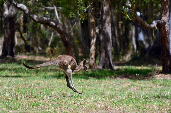 Прыжки в серый кенгуру — стоковое фото