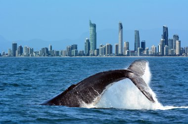 Whale Watching in Gold Coast Australia clipart