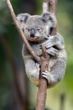 Bebek küp Koala - Joey