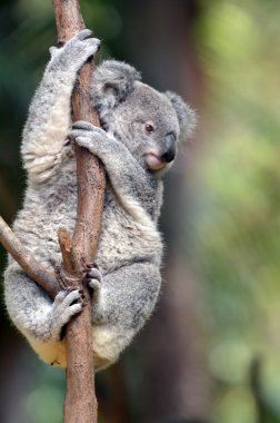 Baby Cube Koala - Joey clipart