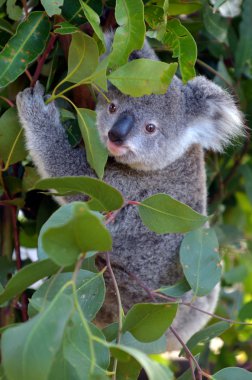 Baby Cube Koala - Joey clipart
