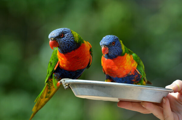 Two Rainbow Lorikeet parrots drinking