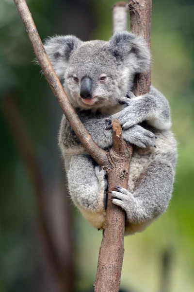 Cubo de bebê Koala - Joey — Fotografia de Stock