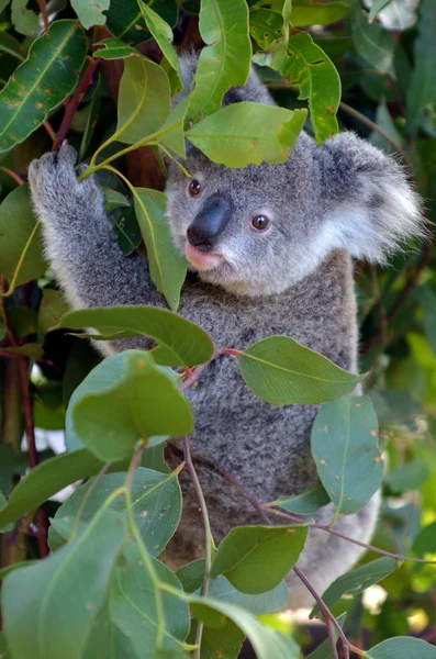 Babywürfel Koala - joey — Stockfoto