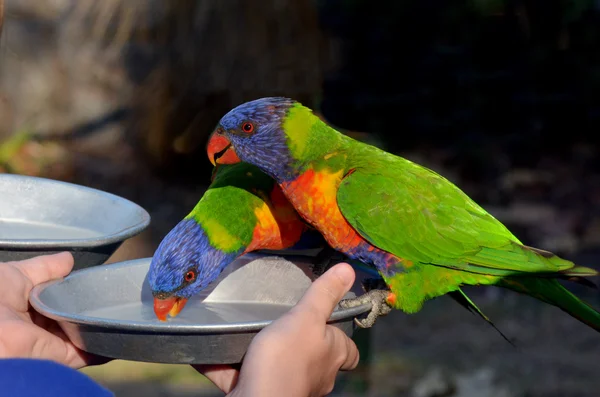 Dos loros Lori Arco Iris bebiendo — Foto de Stock