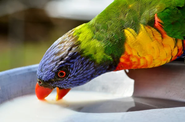 喝的彩虹澳洲鹦鹉鹦鹉 — 图库照片