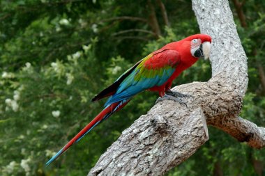 Scarlet macaw clipart