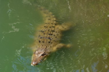 Australian salt water crocodile clipart