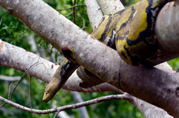 Gewone kookaburra zit op een boom — Stockfoto