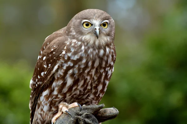 Búho ladrador australiano — Foto de Stock