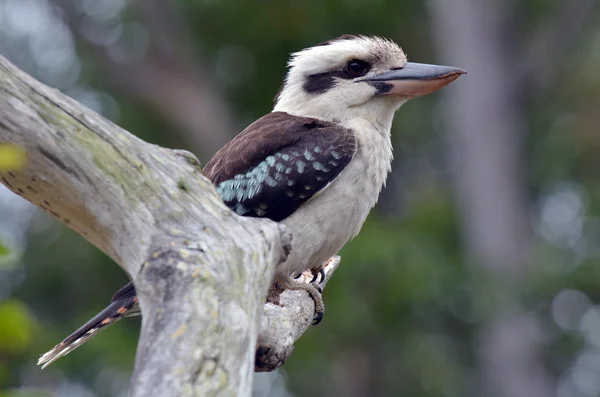 Kookaburra κάθεται σε ένα δέντρο — Φωτογραφία Αρχείου