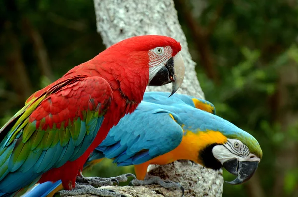 Pair macaw sitting on branch — Stock Photo, Image