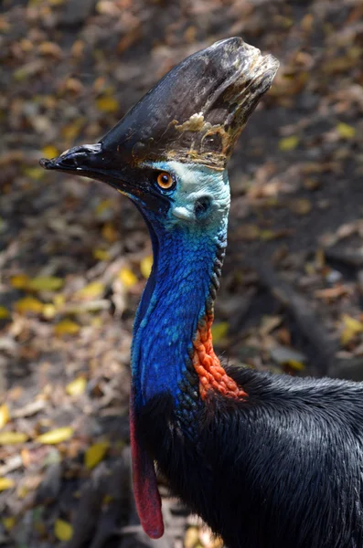 Tête d'un rare casoar du Sud — Photo