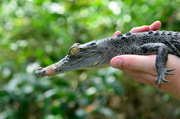 Jovem crocodilo de água do bebê — Fotografia de Stock
