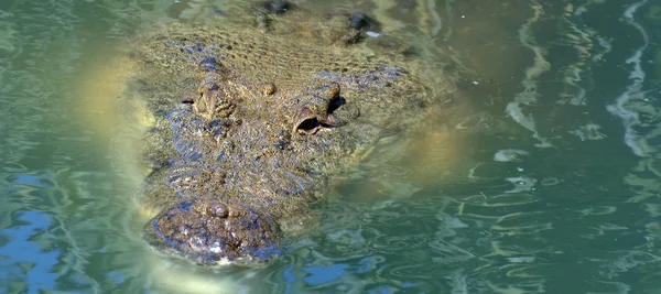 Crocodilo australiano de água salgada — Fotografia de Stock