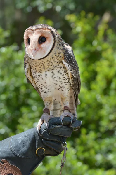 Hibou masqué australien — Photo