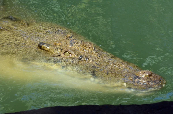 Crocodile d'eau salée australien — Photo