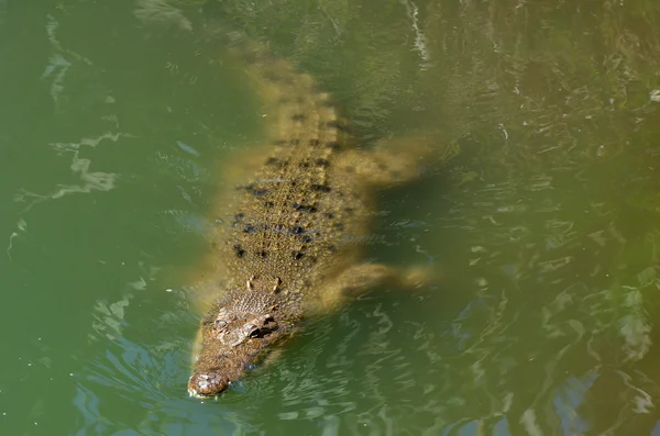Australian salt water crocodile — Stock Photo, Image