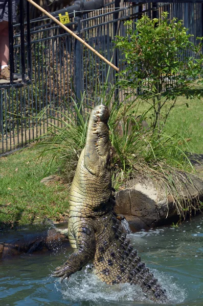 Crocodilo australiano de água salgada — Fotografia de Stock