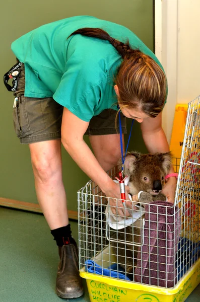 Gewonde Koala patiënt in Currumbin Wildlife Sanctuary ziekenhuis — Stockfoto