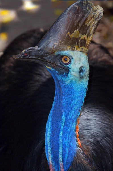 Huvudet av en sällsynt södra Cassowary — Stockfoto