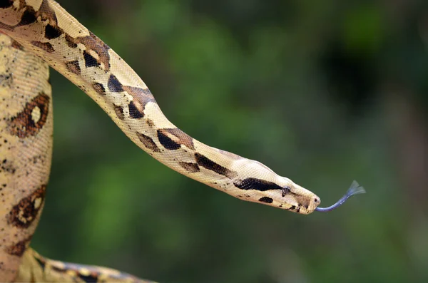 Australischer Küstenteppich Python Gold Coast Queensland Australia — Stockfoto