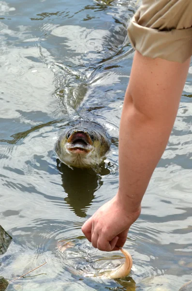 Longfin Eels Gold Coast Queensland Australië — Stockfoto