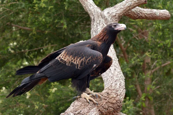 Majestätischer Keilschwanzadler — Stockfoto