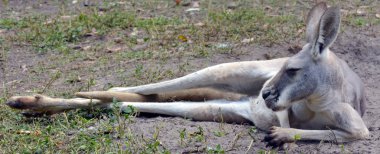 Doğu gri kanguru erkek