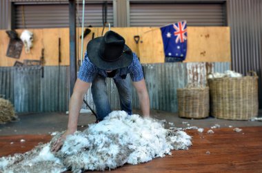 Australian Sheep shearer clipart
